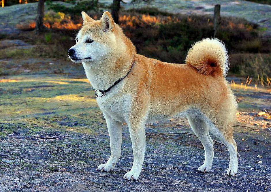 Японские породы собак - фото, названия и описание