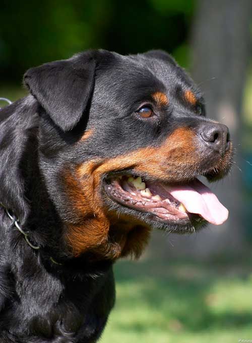 Собака породы ротвейлер: описание и характеристика собаки, особенности содержания, выбор щенка и фото