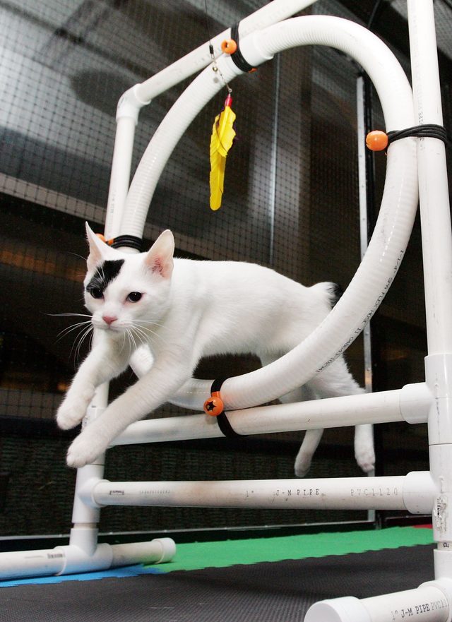 Как дрессировать кошек в домашних условиях :: syl.ru