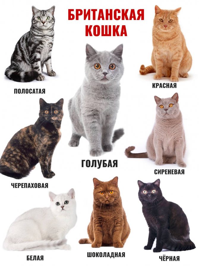 Табби окрас британцев: мраморный (мрамор), полосатый (тигровый), пятнистый - фото, стандарт окраса. табби (тэбби) британские кошки, коты, котята: (пятно, полоса, мрамор). британцы табби: британские котята, коты, кошки.
