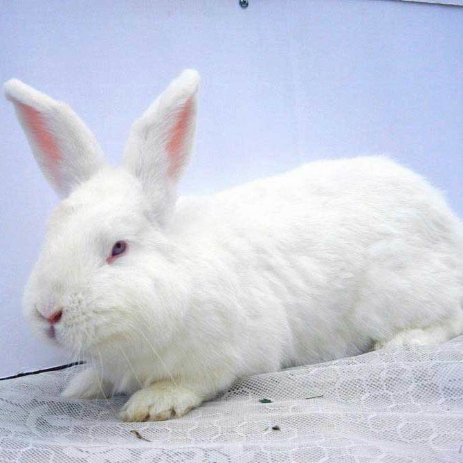 Белый великан порода кроликов: содержание и перспективы разведения
