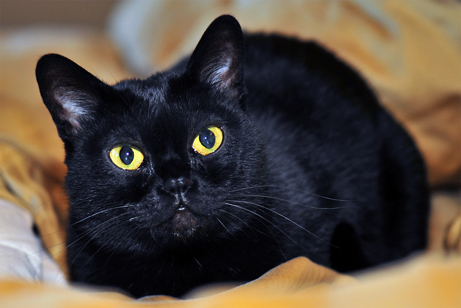 Бомбейская кошка - история возникновения, поведение и характер, особенности ухода и питания, отзывы