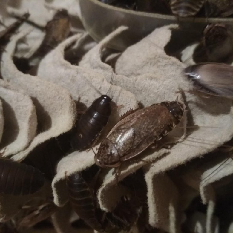 Разведение домашних тараканов на корм домашним животным. мраморный кормовой таракан — отличная еда для ваших домашних варанов и ящериц кормовые тараканы