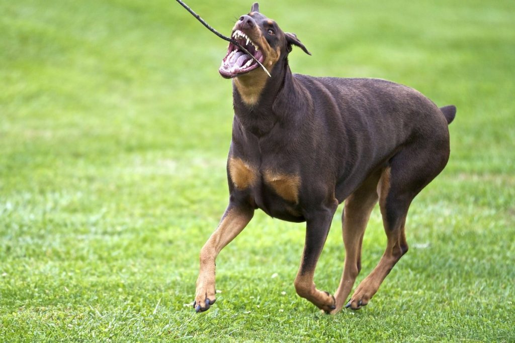 Топ-10 самые опасные породы собак в мире