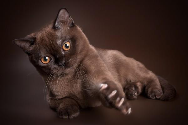 Бурманская кошка ???? фото, описание, характер, факты, плюсы, минусы кошки ✔