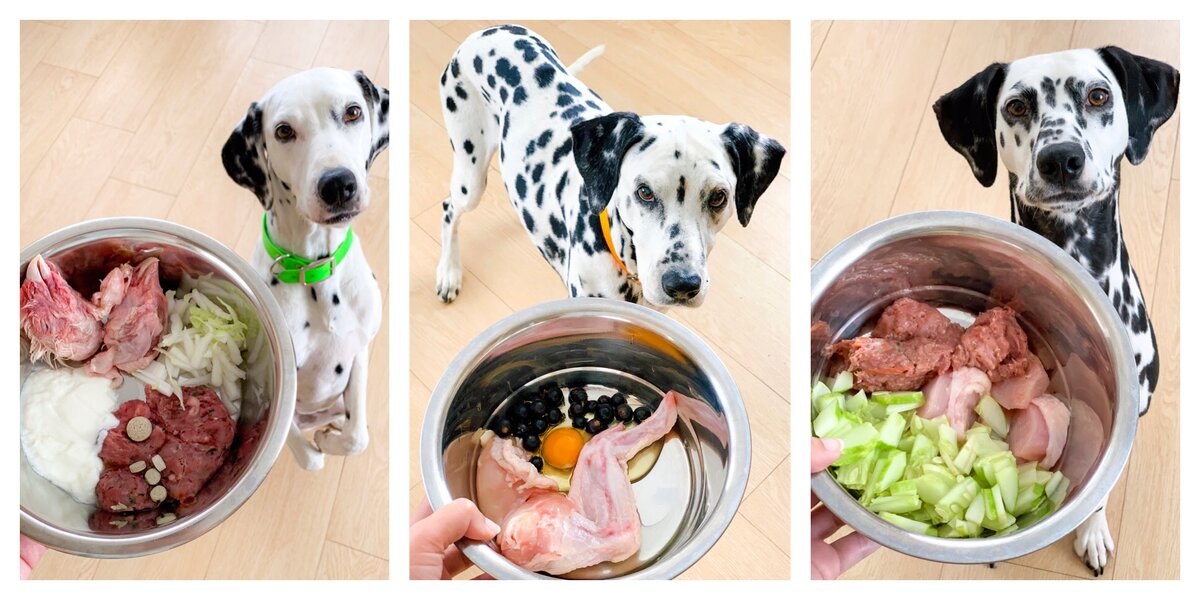 Когда кормить собаку до или после прогулки лайка