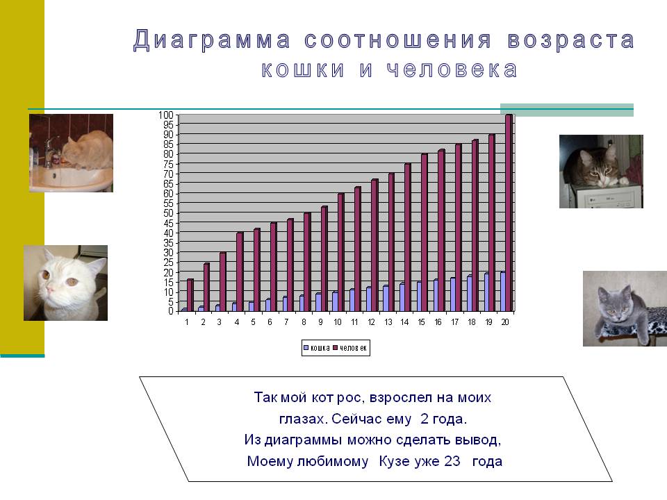 Продолжительность жизни кошек. Диаграмма соотношений возраста кошек и человека. Пропорции возраста кошки и человека. Возраст жизни кошек. Соотношение кошачьего и человеческого возраста.