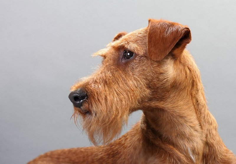 Ирландский сеттер собака. описание, особенности, уход и цена ирландского сеттера | sobakagav.ru