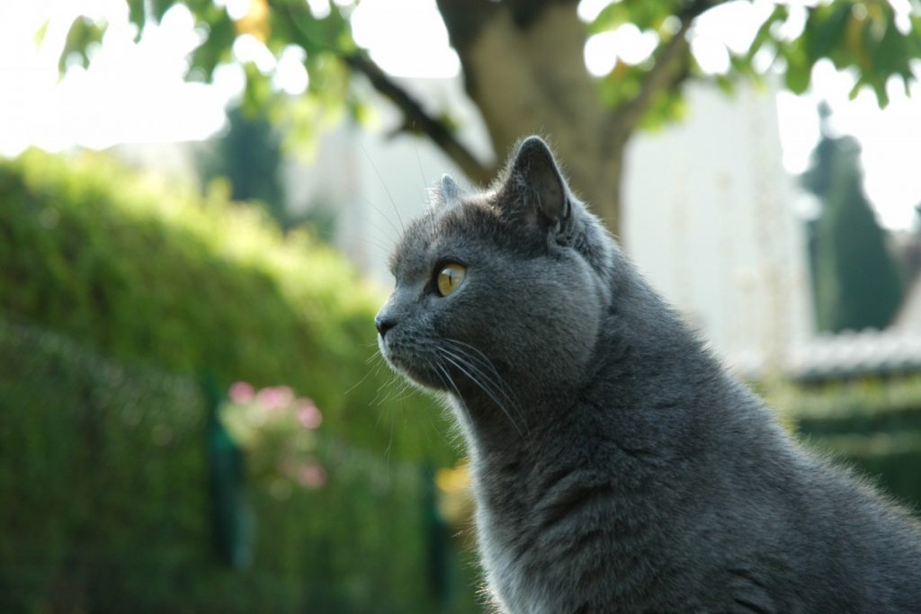 Шартрез кошка описание породы и характера