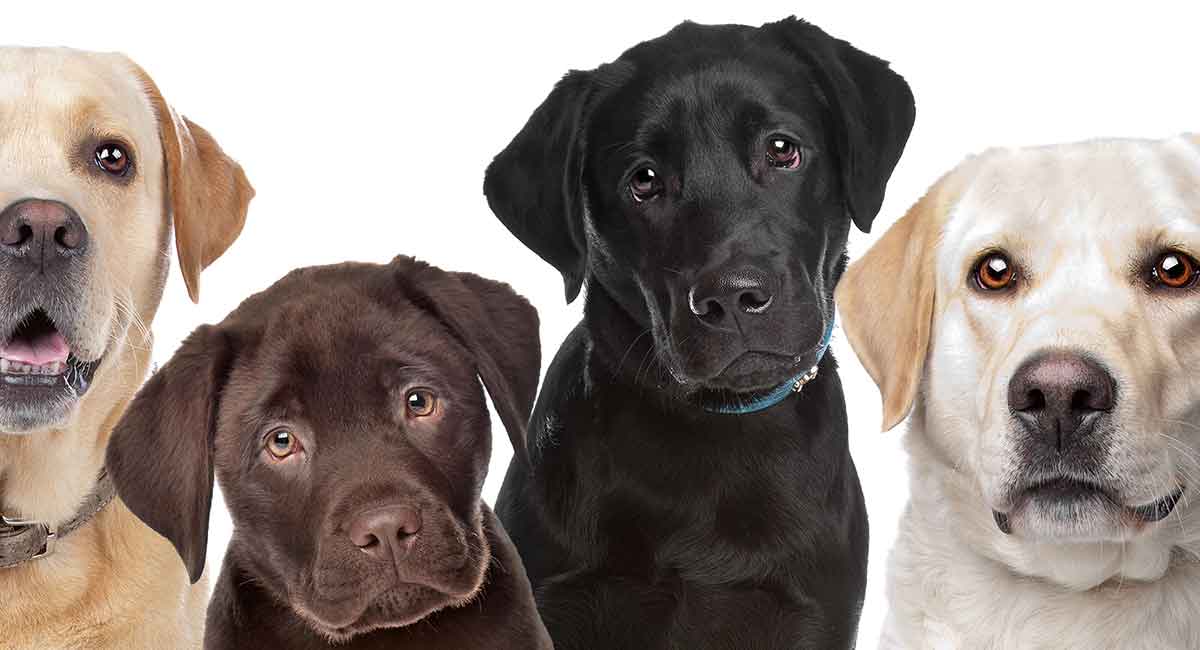 Золотистый лабрадор-ретривер: фото собак, особенности характера, внешний вид, параметры, здоровье, правила ухода и выбор щенка