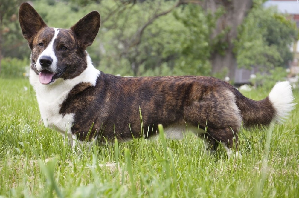 Какие есть длинные собаки с короткими лапами и большими ушами? виды пород- обзор +видео