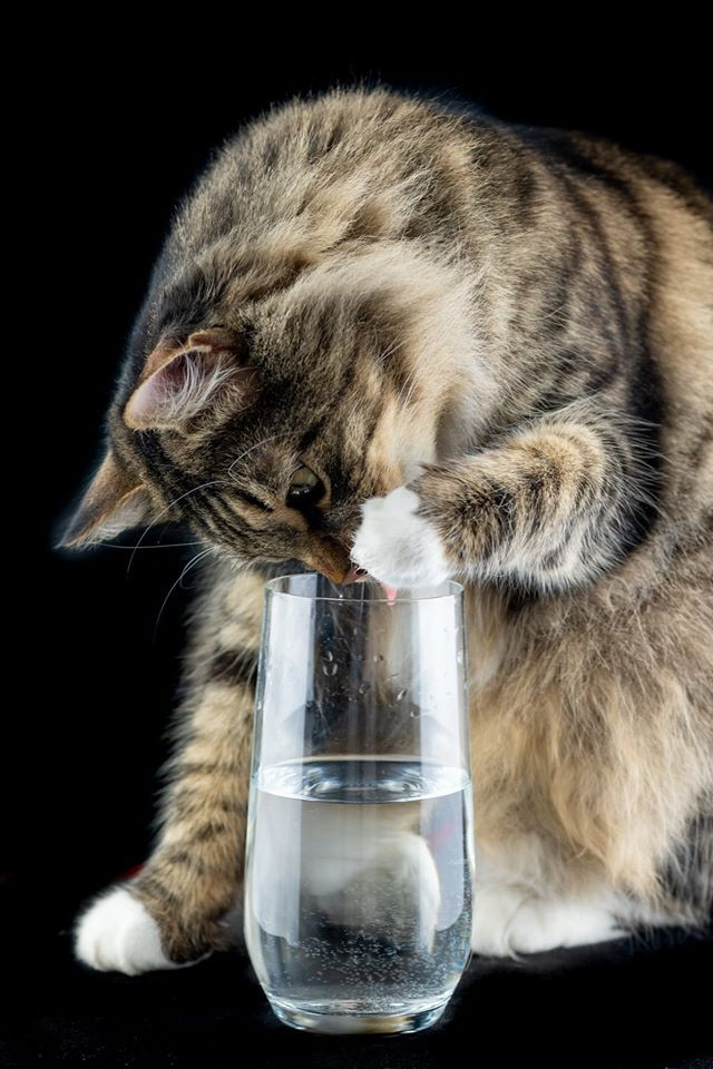 Кошка пьет воду причины. Кошка пьет воду. Кот лакает. Кот лакает воду. Пьющие воду котики.