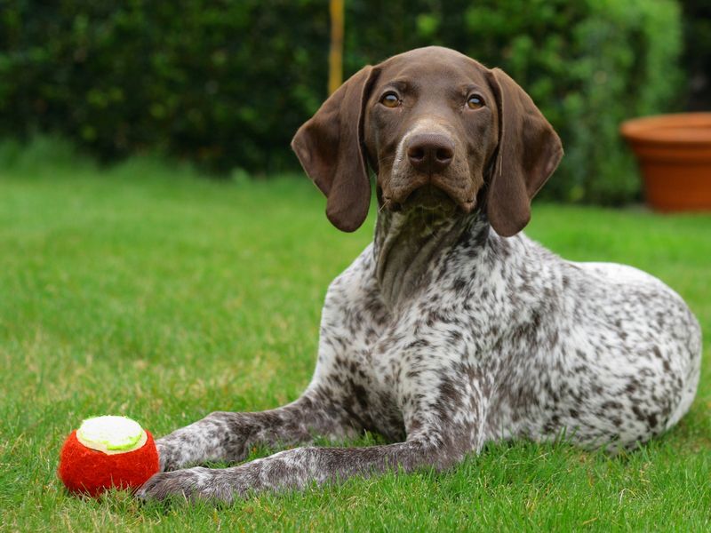 Собаки породы курцхаар: здоровье, уход, характер | блог ветклиники "беланта"