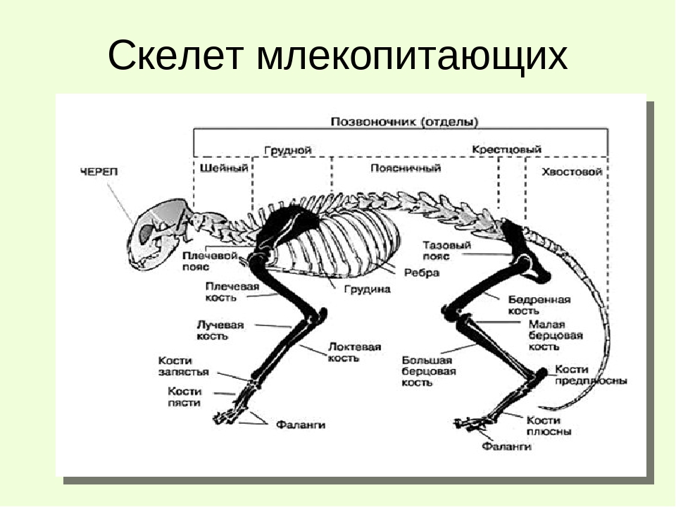 Опорно двигательная система млекопитающих таблица. Скелет система млекопитающих. Строение и описание млекопитающих скелета. Скелет млекопитающих кратко. Скелет млекопитающих 7 класс Константинов.