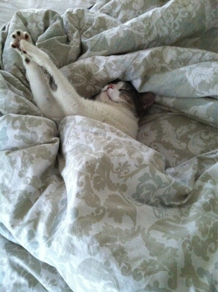 Что делать, если кошка начала гадить на кровать, возможные причины. необычные приметы: кошка гадит на кровать если кот гадит на кровать как отучить - новая медицина