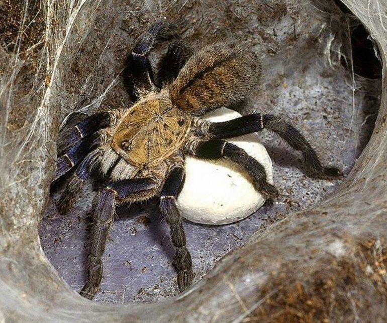 Южнорусский тарантул (фото): правила домашнего содержания