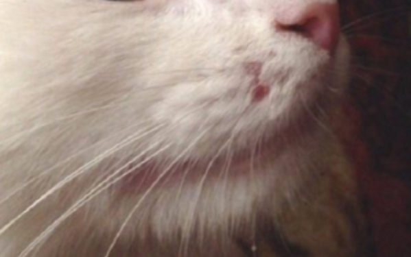12 причин почему ломаются усы у кошки
