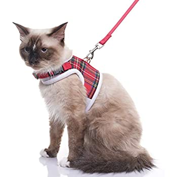Шлейка для кошки (35 фото): как выбрать кошачий поводок? как приучить к нему кота? можно ли выгуливать котят?