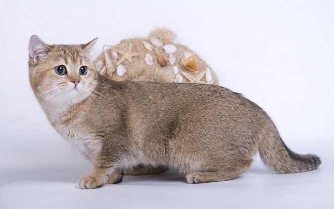 Кошки с короткими лапами (фотографии, описание пород)