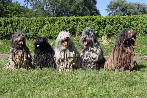 Собаки породы бергамская пастушья, характерные особенности, история происхождения и стандарты породы