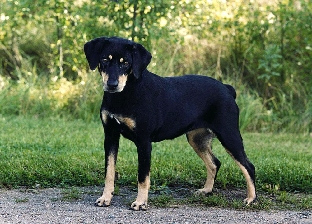 Истрийская гончая: описание породы собак с фото и видео