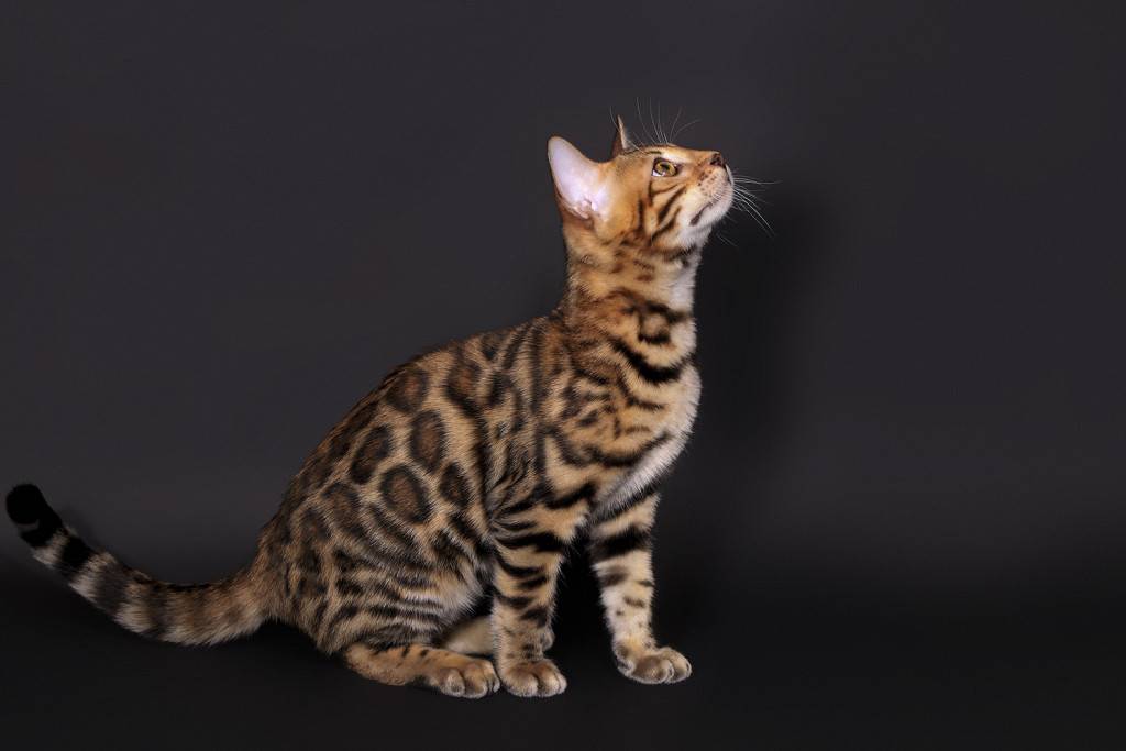 Бенгальская кошка: фото, описание породы, характер, здоровье, уход и содержание