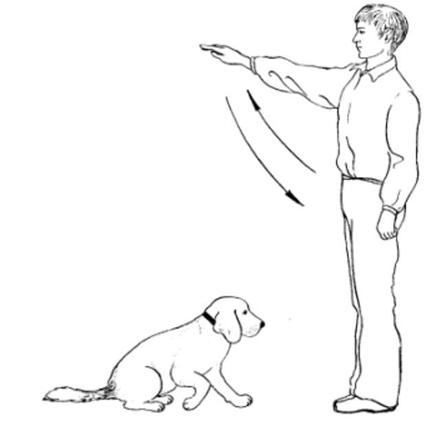 Как воспитать послушную собаку: начальный курс дрессировки от кинолога!