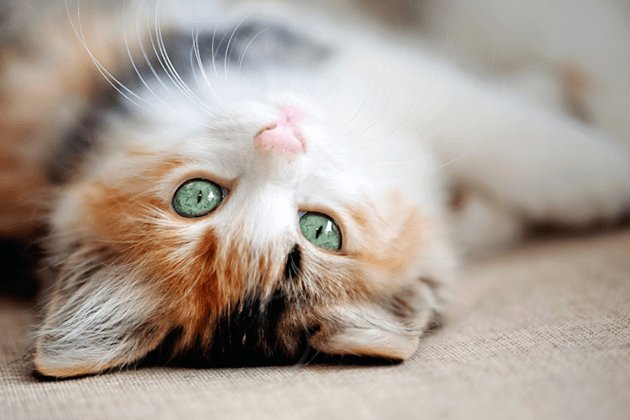 10 признаков того, что ваша котейка счастлива