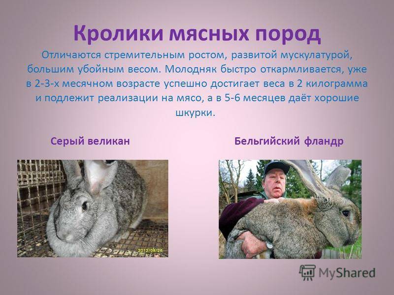 Кролики великаны (37 фото): описание животных-гигантов. какие самые большие породы кроликов в мире? вес крупных особей. особенности содержания: разведение, выращивание и кормление