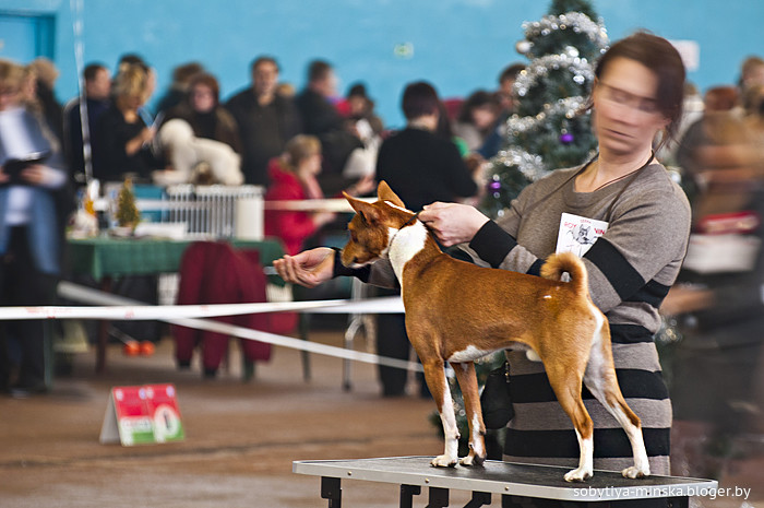 Выставки собак в москве 2021: расписание ркф | «дай лапу»