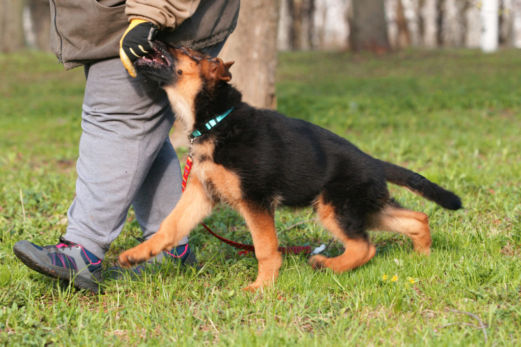 Правильный выбор щенка немецкой овчарки - необходимые особенности характера и внешности щенка для разных целей + тест кэмпбелла для определения типа темперамента собаки