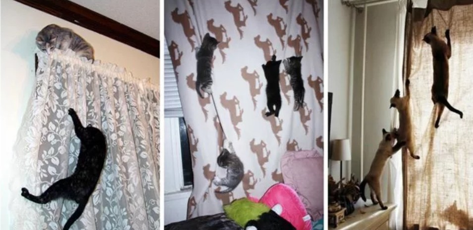 Как отучить кошку драть мебель и обои: чем обработать покрытие  | дневники ремонта obustroeno.club