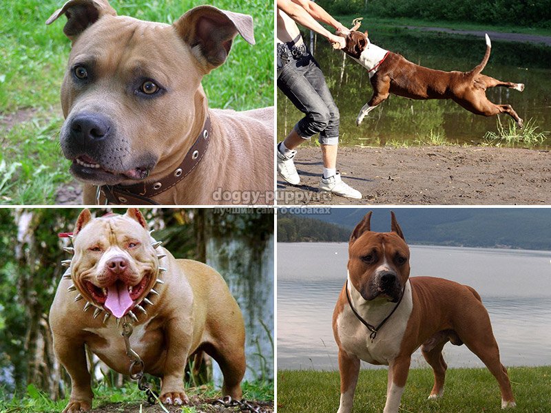 Без страха и сомнений — порода собак стаффорд: описание и характеристика, уход и питание