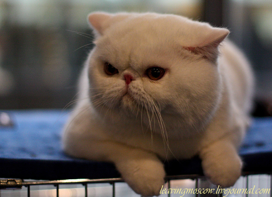 Экзотическая кошка – короткошерстная копия перса