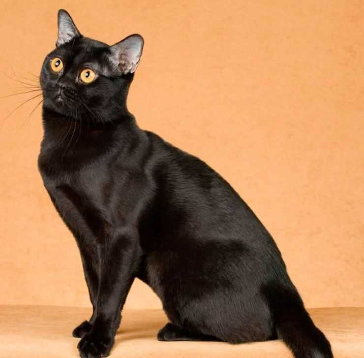 Европейская короткошерстная кошка: описание, характер, уход, фото