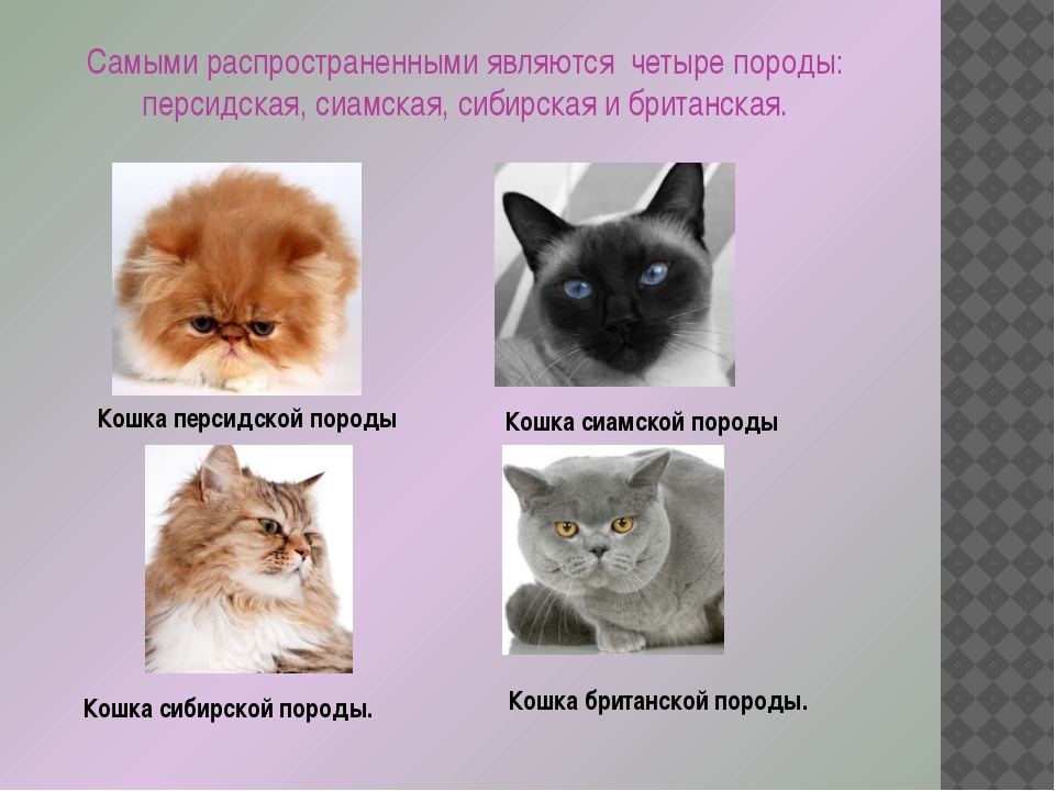 Персидская кошка: подробный обзор породы, особенности, окрас, характер, цена, фото, рекомендации по уходу