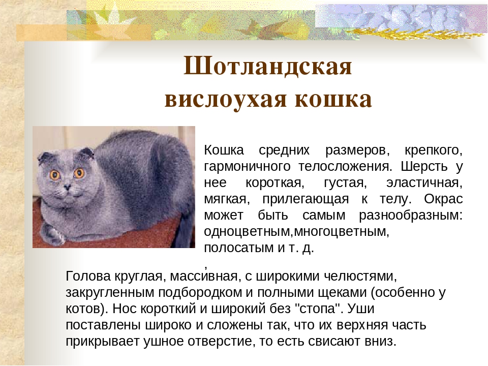 Британская длинношерстная кошка: топ-200 фото, цена котенка, описание породы и характера кошки