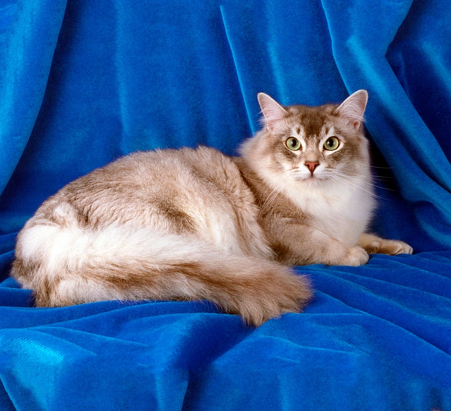 Шантильи-тиффани - описание породы и характер кошки