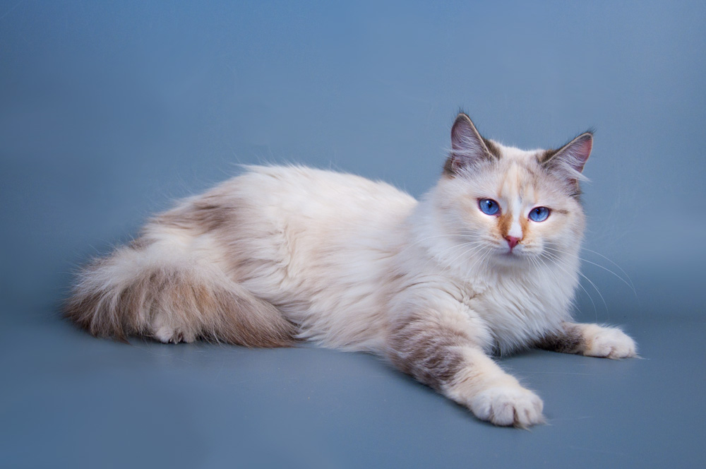 Сибирская кошка: 100 фото и характеристика кошки, описание породы, характер и цена, плюсы и минусы, уход, стандарты