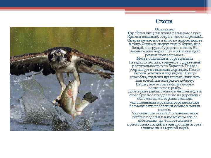 Хищные птицы. описание, названия, виды и фото хищных птиц | живность.ру