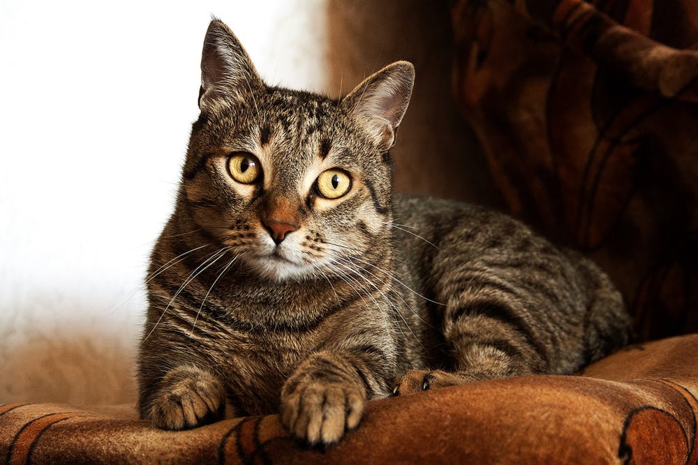 Азиатская табби: фото, описание породы кошек, характер, цена