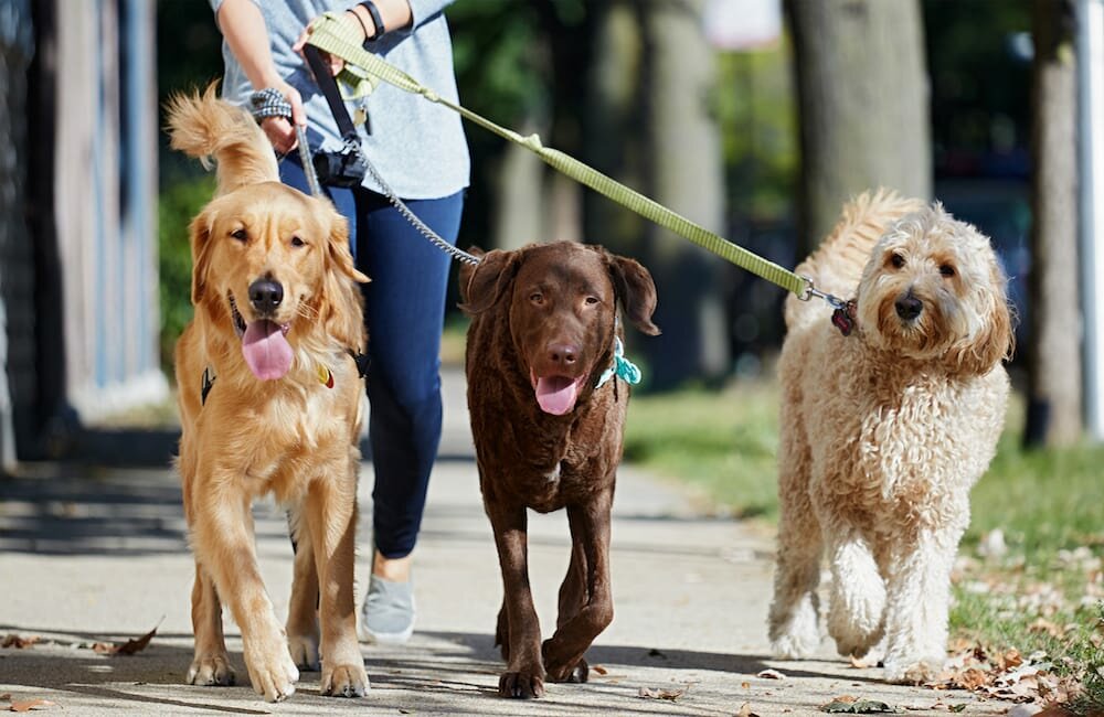 Прогулка с собакой: продолжительность, правила выгула, что взять с собой и чем заняться, правила гигиены после прогулки