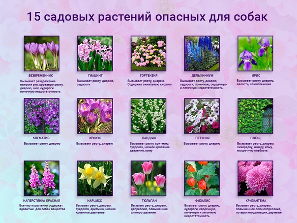 Какие растения и цветы опасны для кошек
