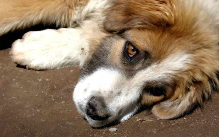 Собака плачет: могут ли и как это выглядит