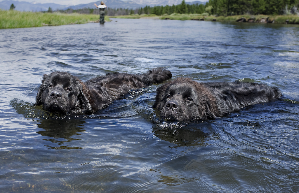 Ньюфаундленд (водолаз) — фото собаки, описание и характер, особенности ухода
