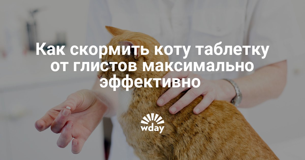 Как дать коту правильно таблетку (от глистов, витамины и прочие), если он выплевывает: лайфхаки и решения
