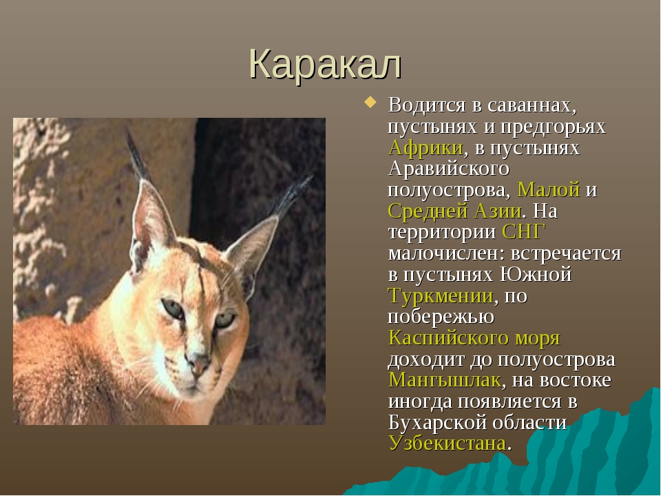 Каракалы (46 фото): кто такая пустынная рысь? особенности содержания кошек в домашних условиях, описание породы животных