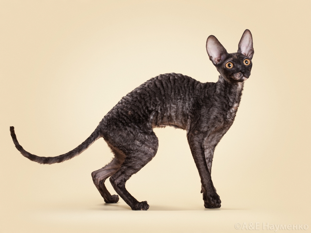 Корниш рекс: описание породы кошек, характер, окрасы, чем кормить, уход и содержание, фото