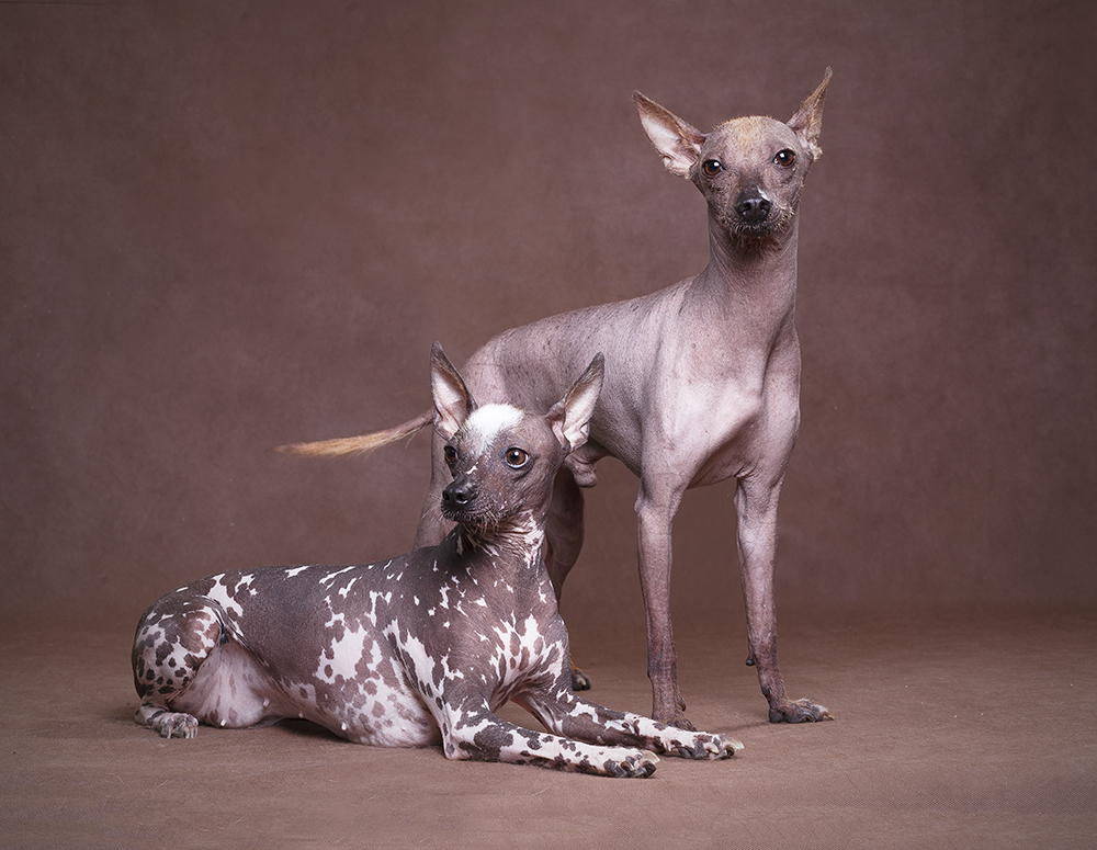 Лысые породы собак или породы собак без шерсти фото и названия - petstory