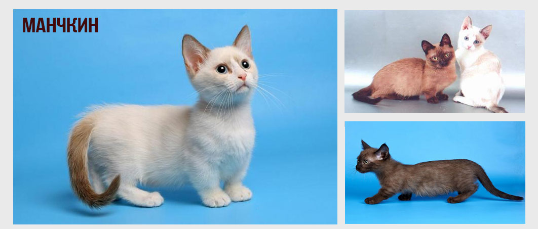 Кошки породы манчкин - история породы, особенности содержания, цена и уход за кошкой (95 фото)